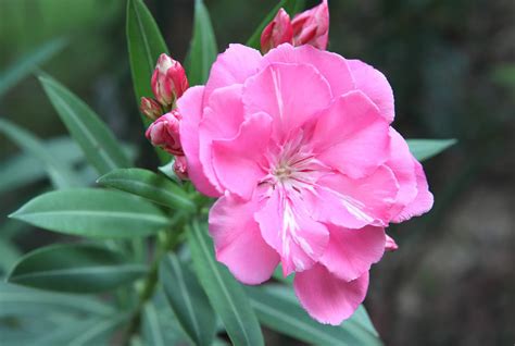 夾竹桃有毒|【有毒植物圖鑑】到公園和郊外勿手多多 夾竹桃、白千層都有毒？